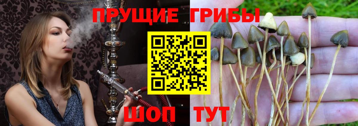 Псилоцибиновые грибы Psilocybe Сердобск